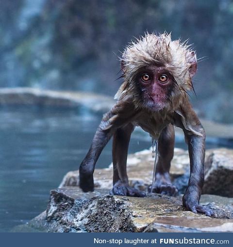 A Japanese snow monkey fresh out of the natural hot spring