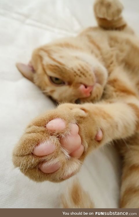 Toe beans