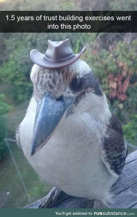 Breaking news: Straya birb enjoys his 'yeehaw hat'