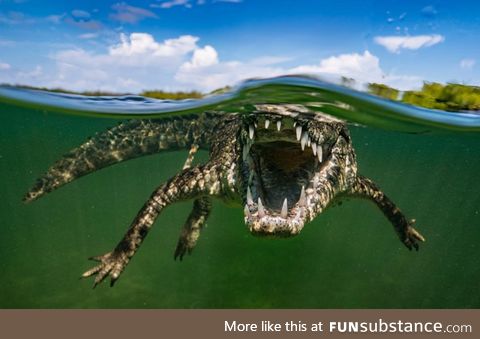 Crocodiles are scary when viewed from above, but they're absolutely terrifying underwater