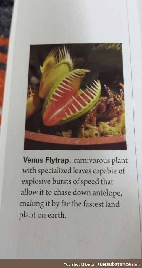 The Venus flytrap!