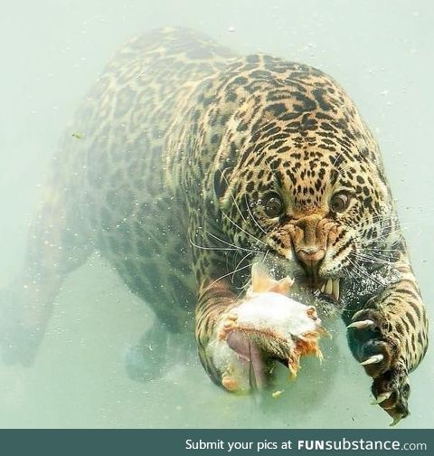 A jaguar going after a fish underwater