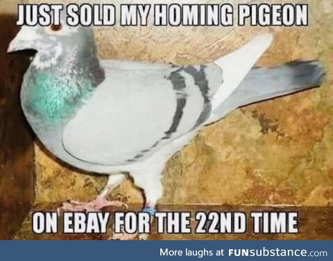 Just sold my pigeon on Ebay.