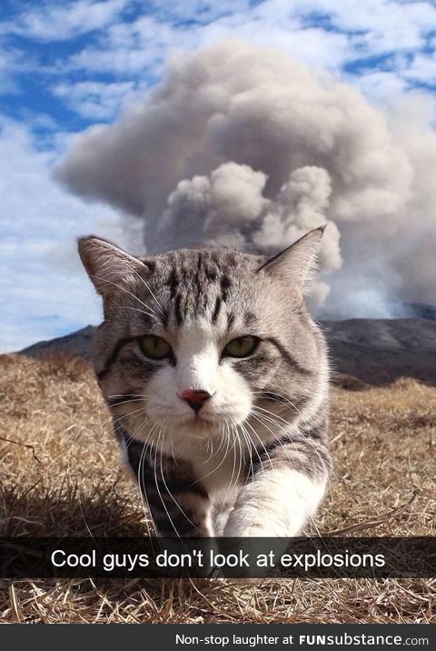 This cat looks like it it destroyed the world
