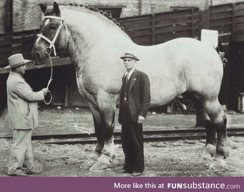 Considered to be the world's largest horse for many years, Brooklyn Supreme the