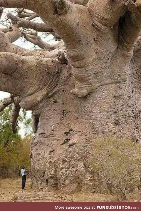6,000 year old baobab tree