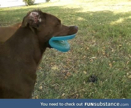 Dog with frisbee lips.