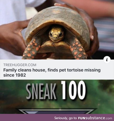 Surprise tortoise