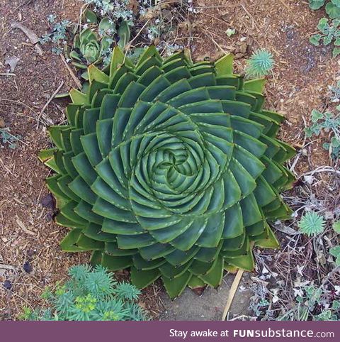 The symmetry of this plant