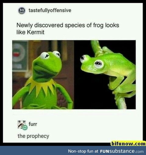 New frog species looks like kermit