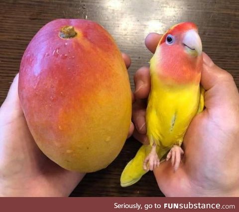 The colors on these 2 Mangoes