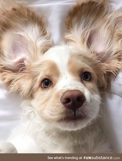 Those ears