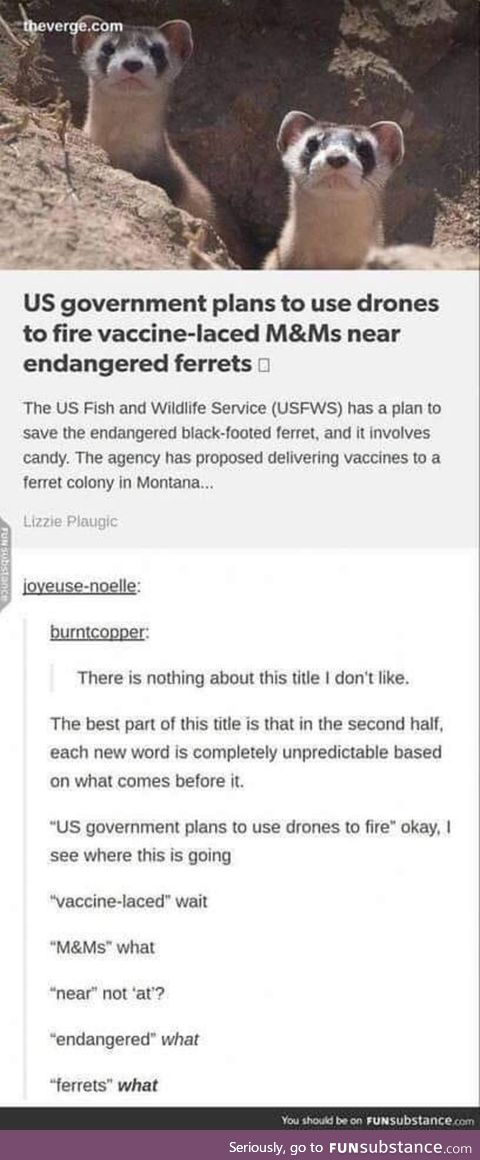 Ferrets