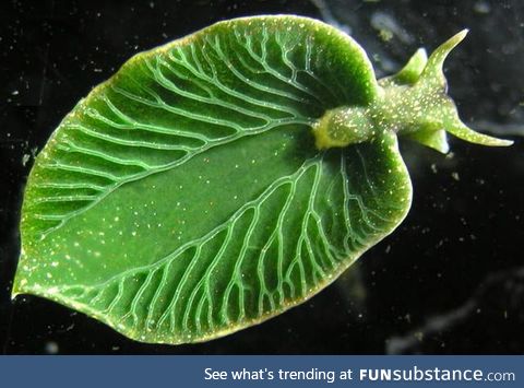 Elysia chlorotica is a species of sea slug that photosynthesizes!