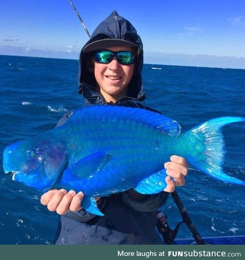 This is a rare Blue Parrotfish