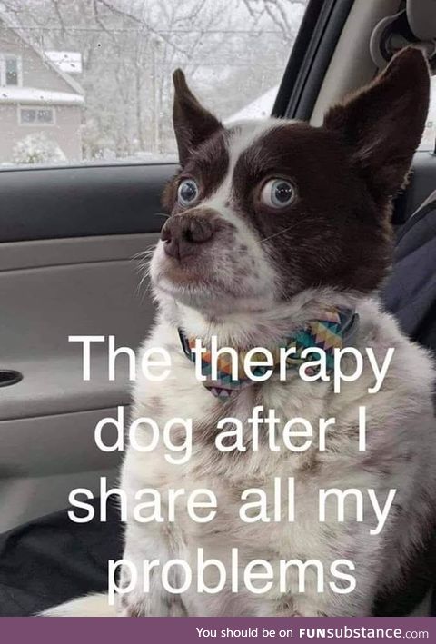 Therapy dog is a good listener