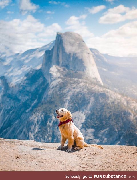 Good boy at the top of the world