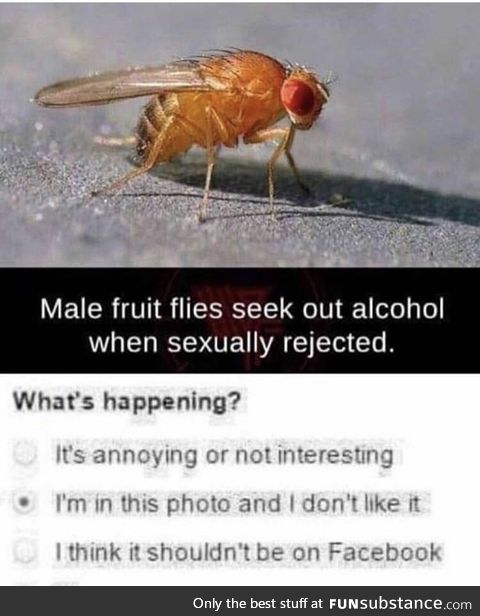 Us men are all alike, regardless of species