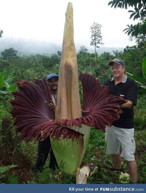 The Amorphopallus Titanium blooms once every 40 years for 4 days and is one of the