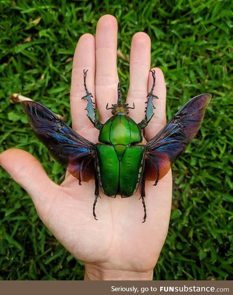 One of the largest flower beetles in the world, Mecynorrhina Torquata (credit: Red.Scale)