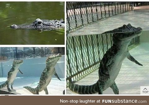 This whole time I thought crocodiles were swimming
