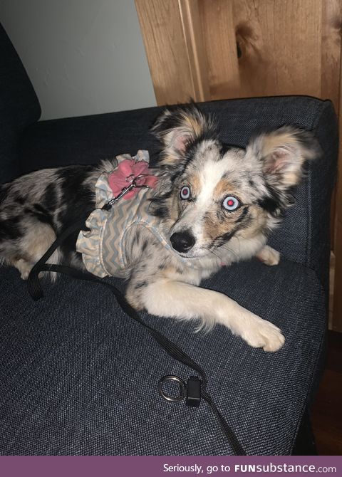 Does my dog look inbred, need a serious response. She’s a Toy Aussie