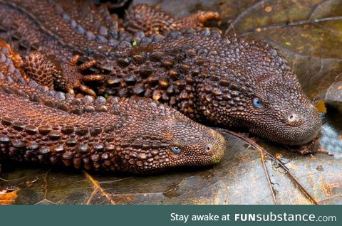 Borneo earless monitors resemble real life dragons