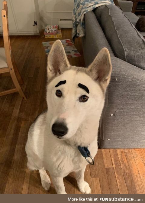 I have some fake mustaches and a white husky