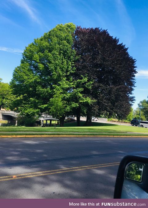 These two Trees grow together to form a perfect two tone tree