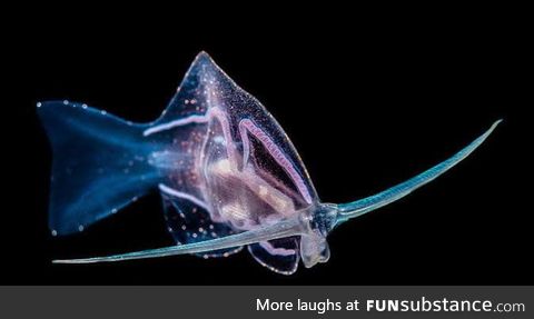 This is not a fish. It is a Phylliroe Sea Slug that has evolved its way of movement in a