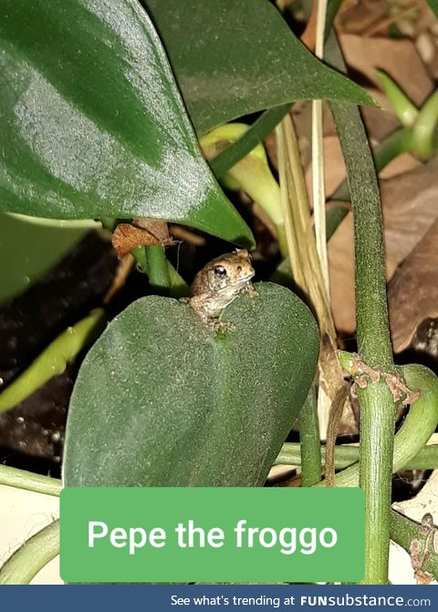 Pepe the froggo. I rescued him from the dollar general parking lot