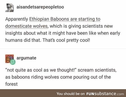 Baboons riding wolves