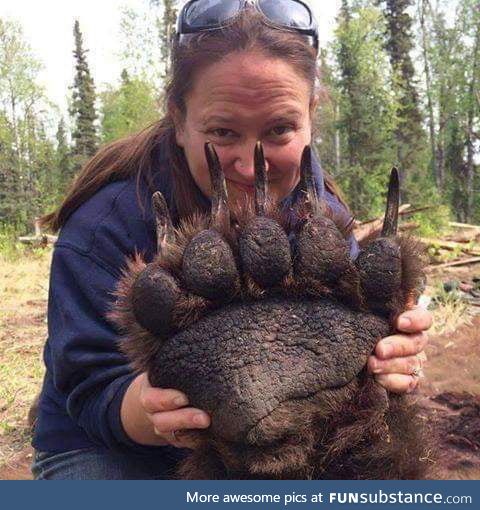 Grizzly bears paw size