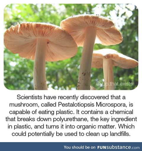 We know mushroom are magical