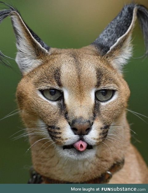 African caracal rolling its tongue