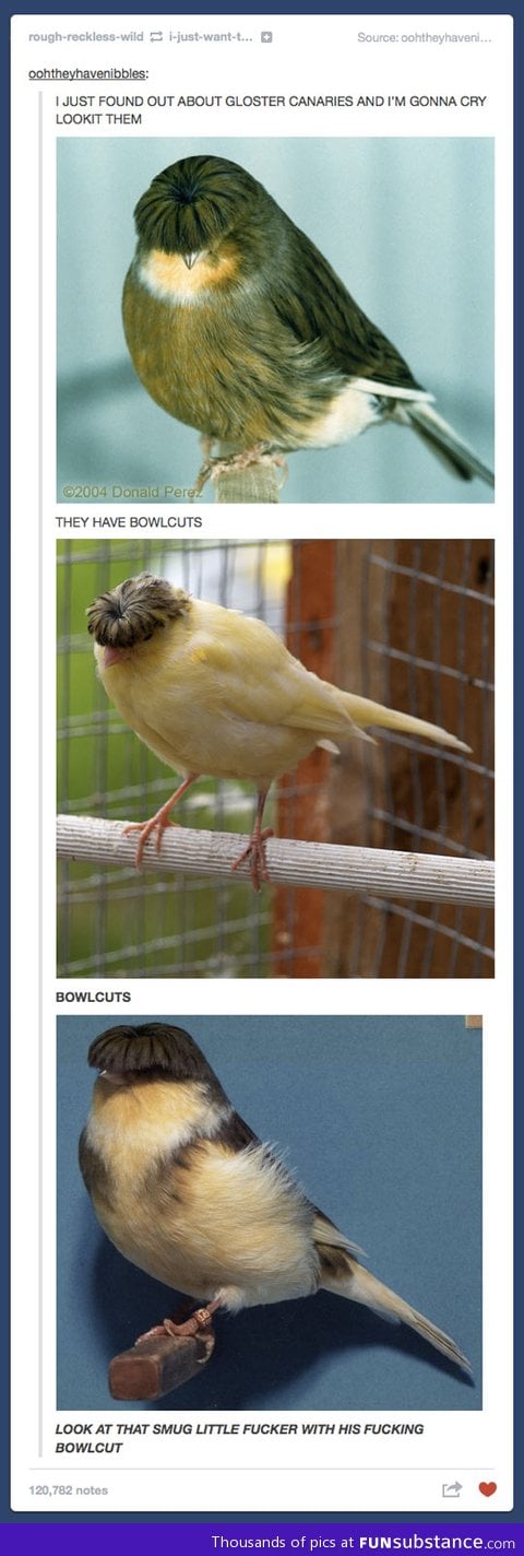 These birds have bowlcuts