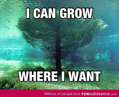 Underwater tree