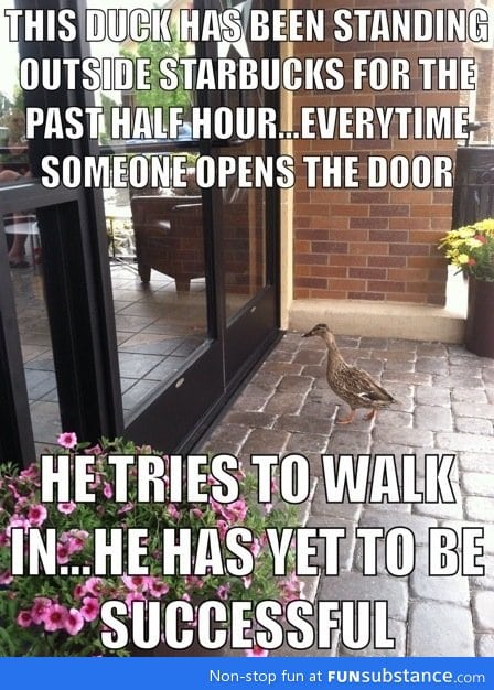 The duck wanted some coffee