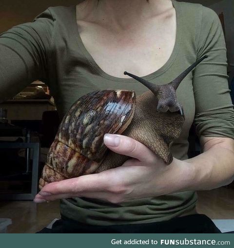 A giant African land snail