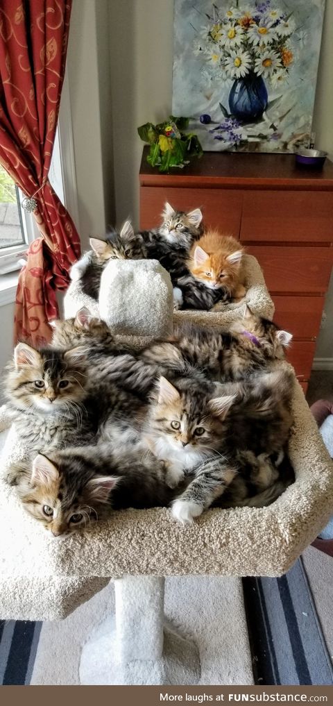 A cat tree full of kittens. They got a new tree yesterday and now refuse to sleep