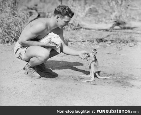 An american soldier at an advanced allied base with his pet kangaroo, 1942