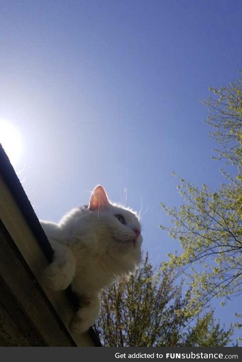 This evening shot of my cousin’s adventurous yet omnipotent cat, aptly named Kitty,