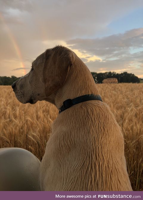 Photo I took of my cousins dog featuring a double rainbow