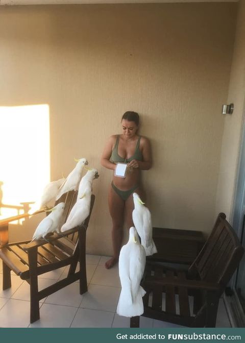 When you think you're a Disney princess and try to feed the birds but ....