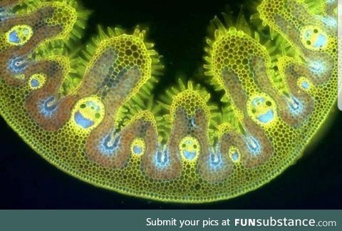A blade of grass looks very happy under a microscope