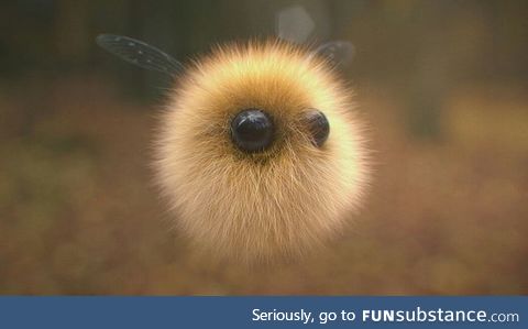 Fluffy bee