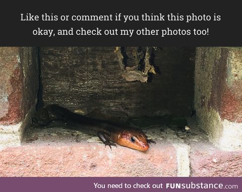 A cute little skink!