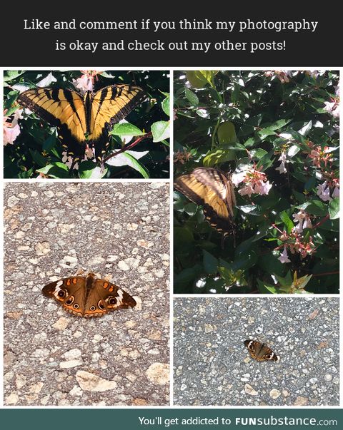 Butterflies in VA