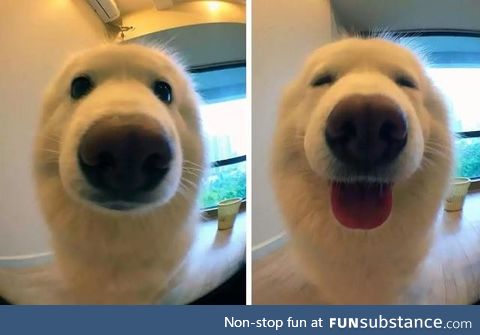 Dog before and after being called a good boy