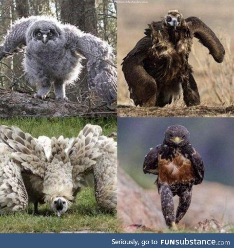 Some physically threatening avians to brighten up your day